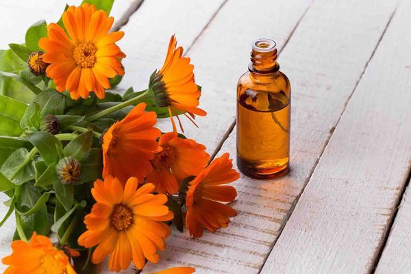 pica la cabeza - imagen de una mesa con flores de caléndula y un frasco con una infusión de la caléndula