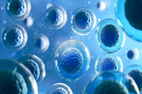Células madres - Representación 3D de células humanas embrionarias vistas desde un microscopio 