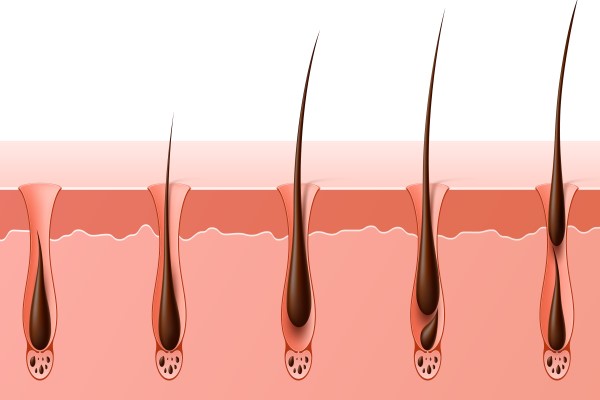 caída del cabello por covid - Fases del crecimiento del cabello