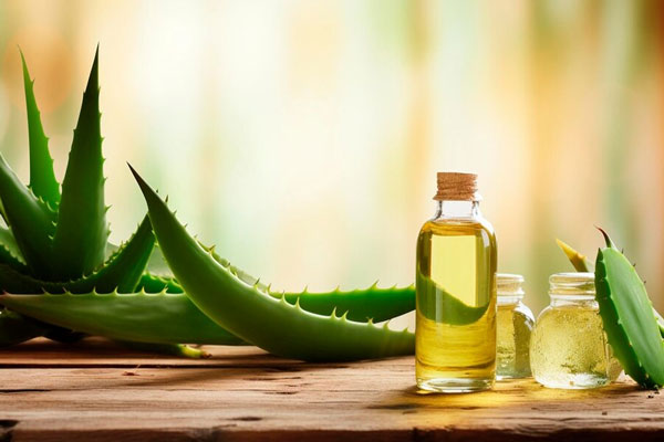 Aceite de oliva, sábila y cerveza para reparar y combatir la resequedad del cabello