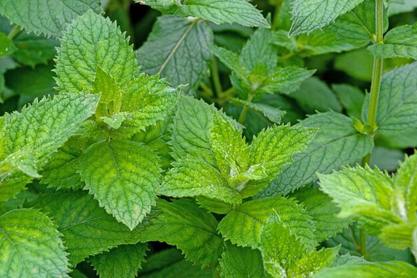 Plano detalle de las hojas de una planta de ortiga para favorecer la hipertrofia muscular 