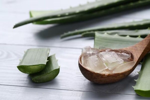 aloe vera para mantener la salud capilar