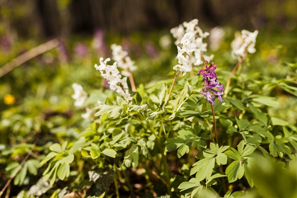 Remedios naturales para dermatitis seborreica - Plantas de regaliz en un campo que sirven de remedio casero para problemas capilares como la dermatitis en el cabello
